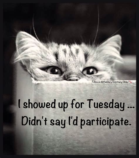 happy tuesday funny|hilarious tuesday images.